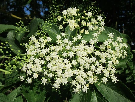 Elderflower cluster