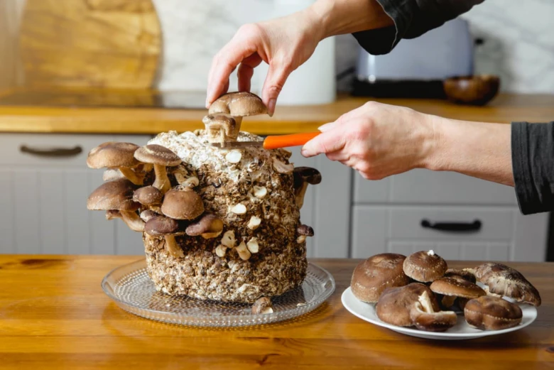 Ruční sklizeň čerstvých houbiček shiitake z pěstovaného bloku.