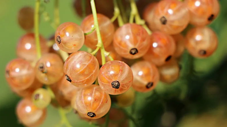White currants cluster
