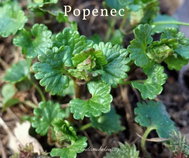 Zelené listy rostliny popenec rostoucí v zemi.