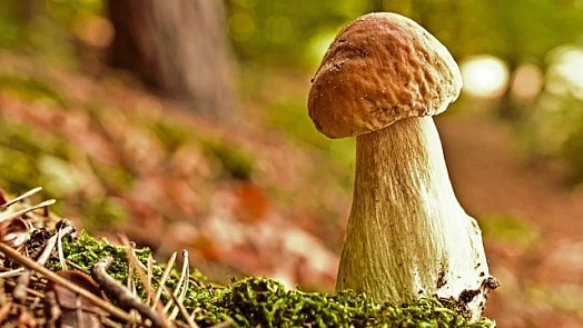 Boletus mushroom