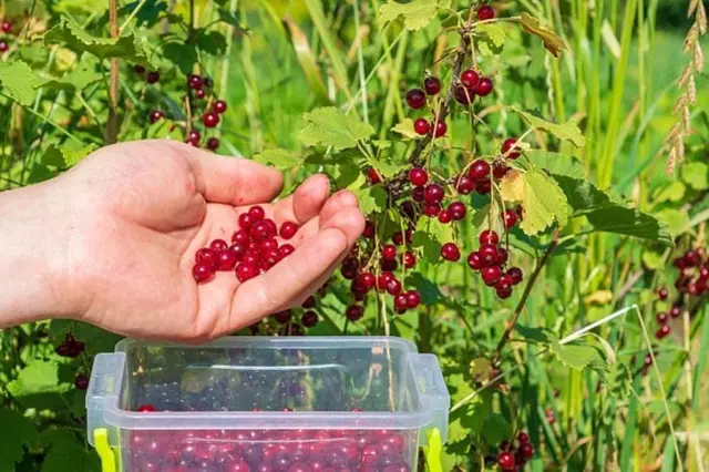 Ruce sbírají červené rybízové bobule z keře do nádoby.