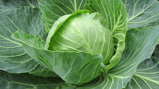 Čerstvá hlávková zelenina jako hlavní surovina pro recept.