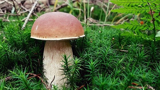 Houba s hnědou čepicí rostoucí v mechu na lesní zemi.