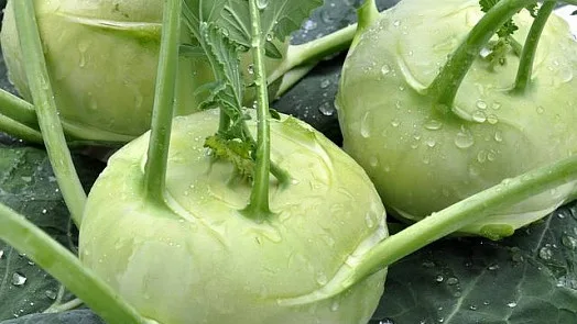 Fresh kohlrabi vegetables