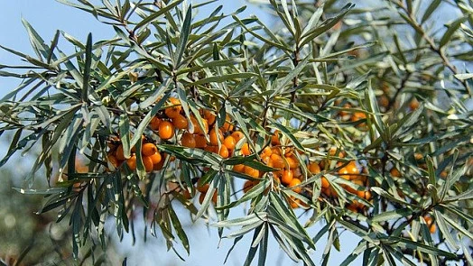 Sea buckthorn berries on branch
