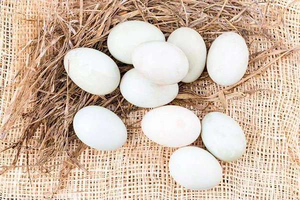 Bílé kachní vejce v hnízdě na slámě pro kuchyňský článek.