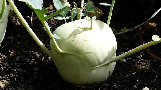 Kohlrabi vegetable