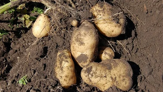 Čerstvé brambory s kořeny na zemi před vařením.